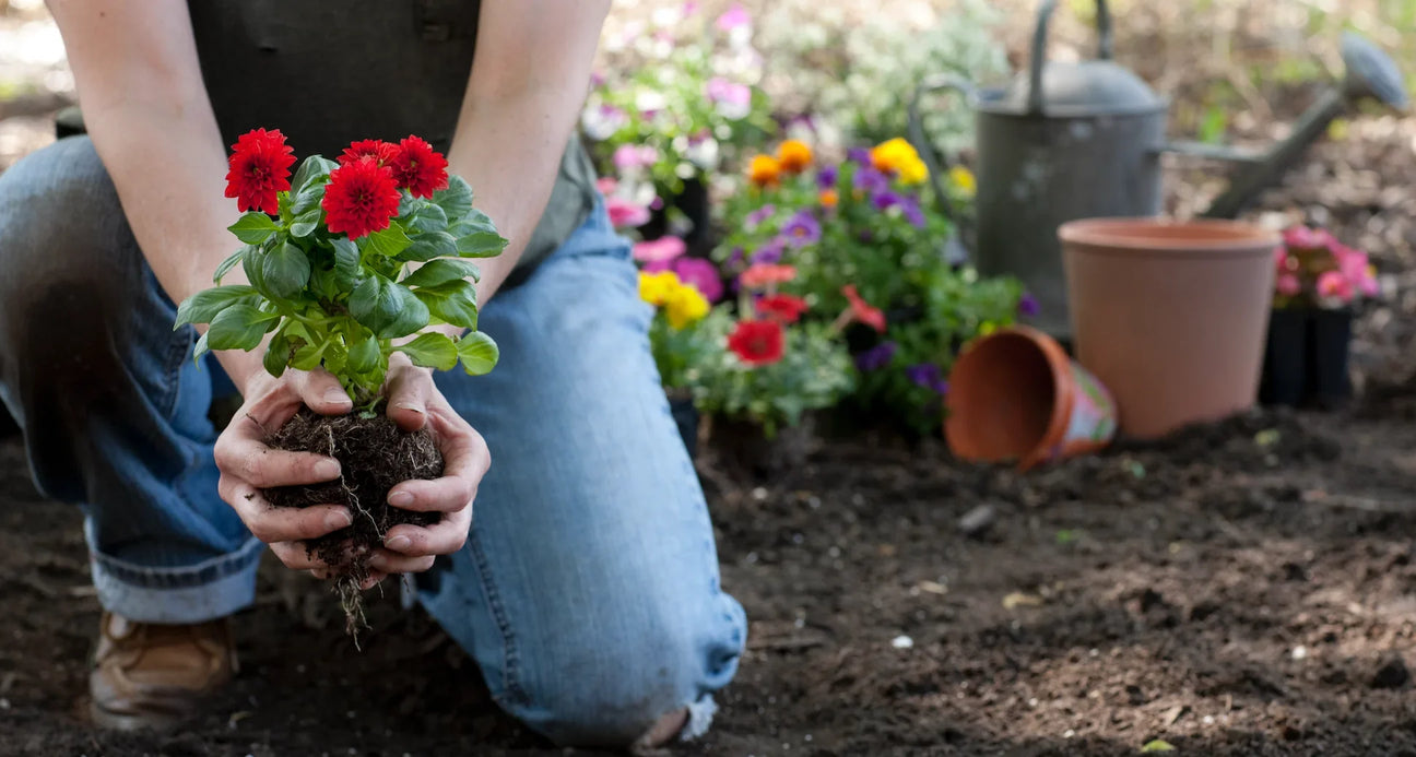 Outdoor plants