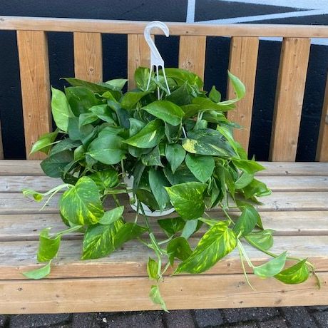 Hanging Basket Plants