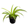 Lemon Spider Plant (Chlorophytum Comosum) – Easy Care Indoor Air Purifying Houseplant | 4" Pot