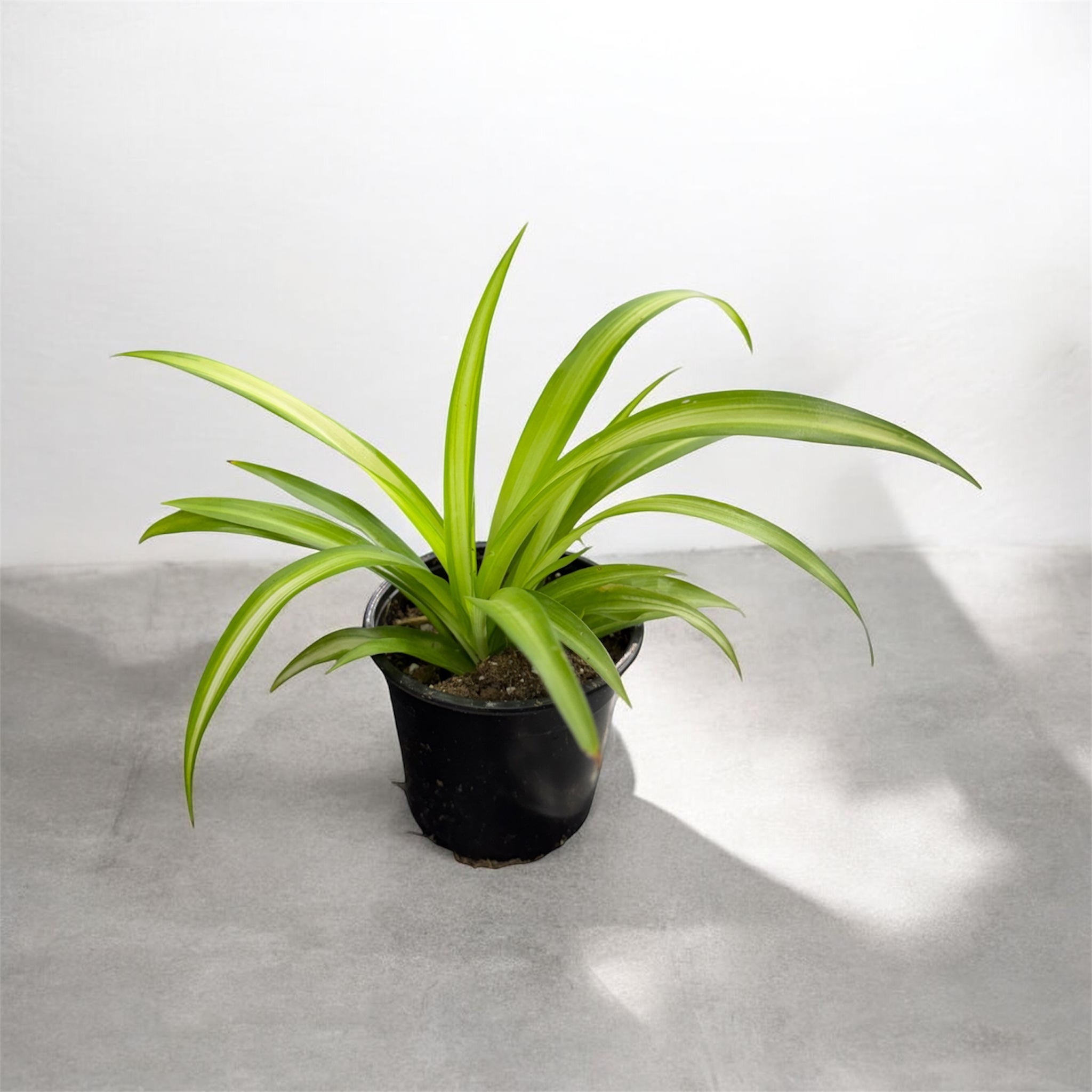 Spider Plant (Chlorophytum comosum) - 4 Inch Pot