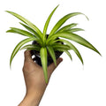 Spider Plant (Chlorophytum comosum) - 4 Inch Pot