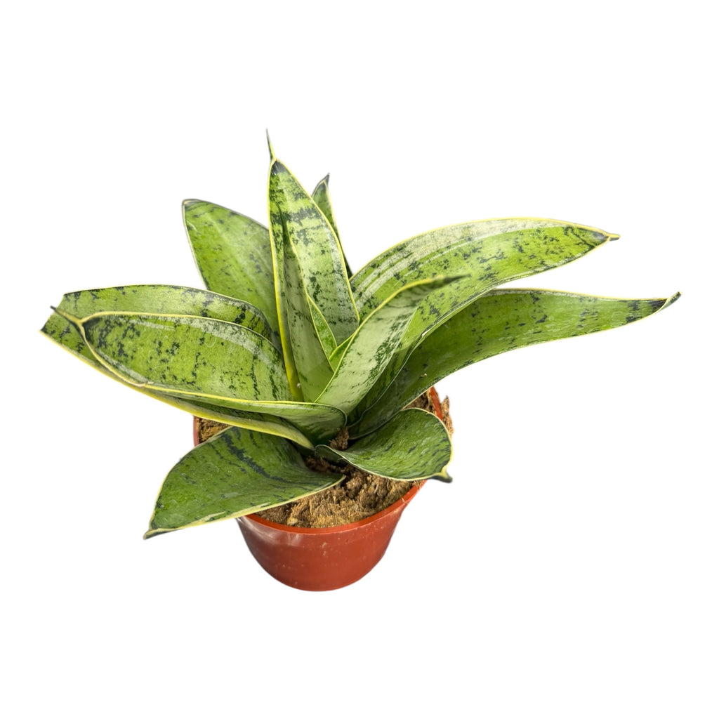 Snake Plant Hahnii (Bird's Nest Snake Plant) - 4 Inch Pot