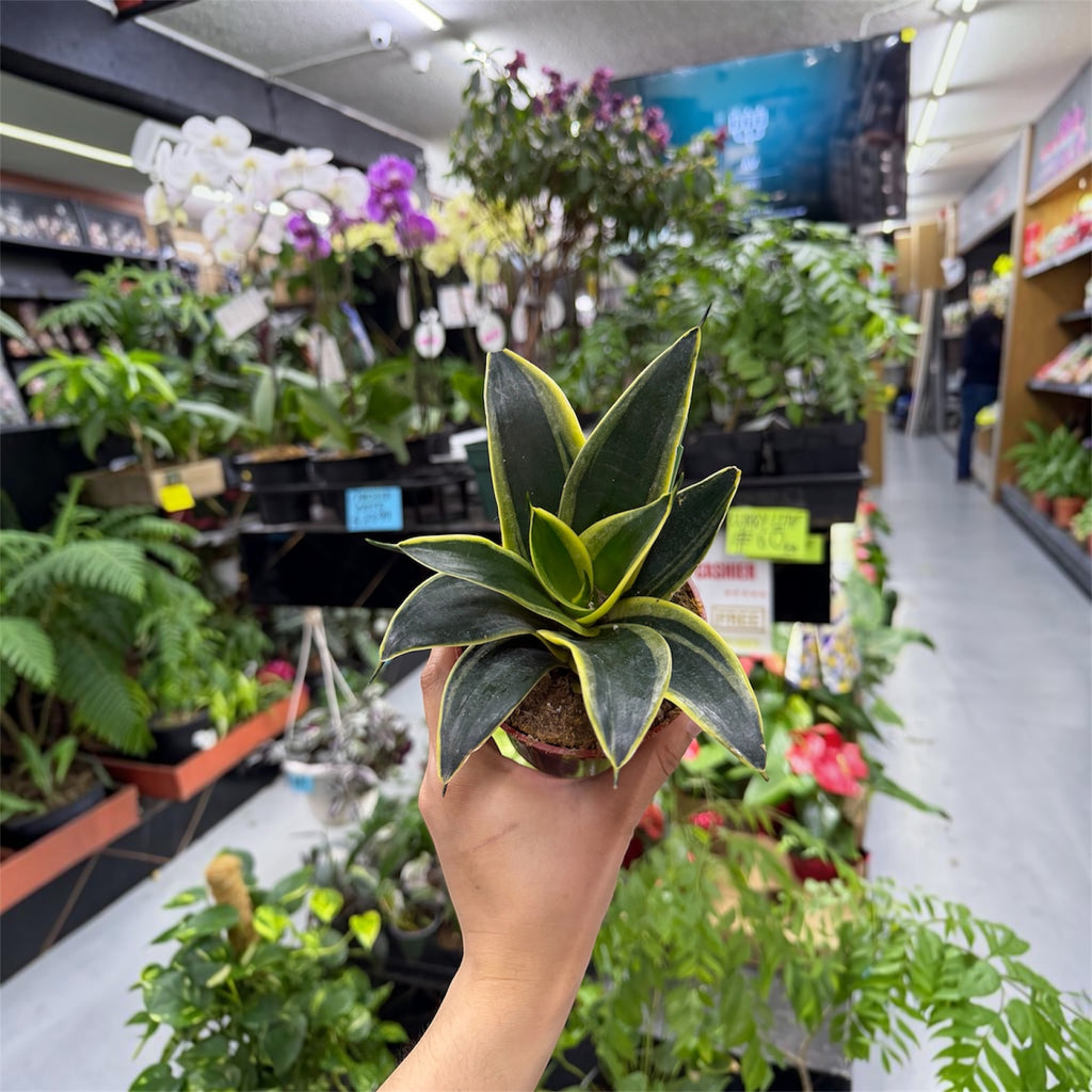 Snake Plant Hahnii (Bird's Nest Snake Plant) - 4 Inch Pot