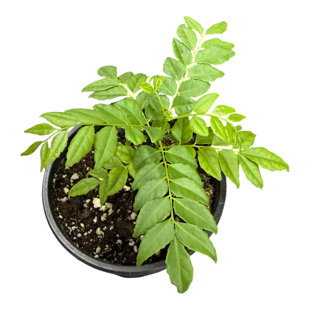 Curry Leaf Plant (Murraya koenigii) - 4 Inch Pot