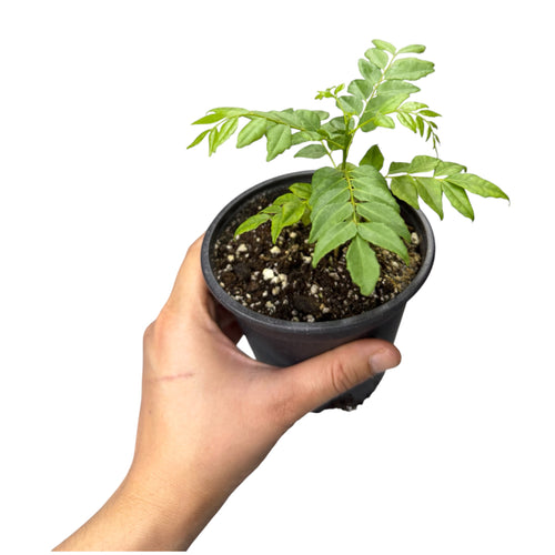 Curry Leaf Plant (Murraya koenigii) - 4 Inch Pot