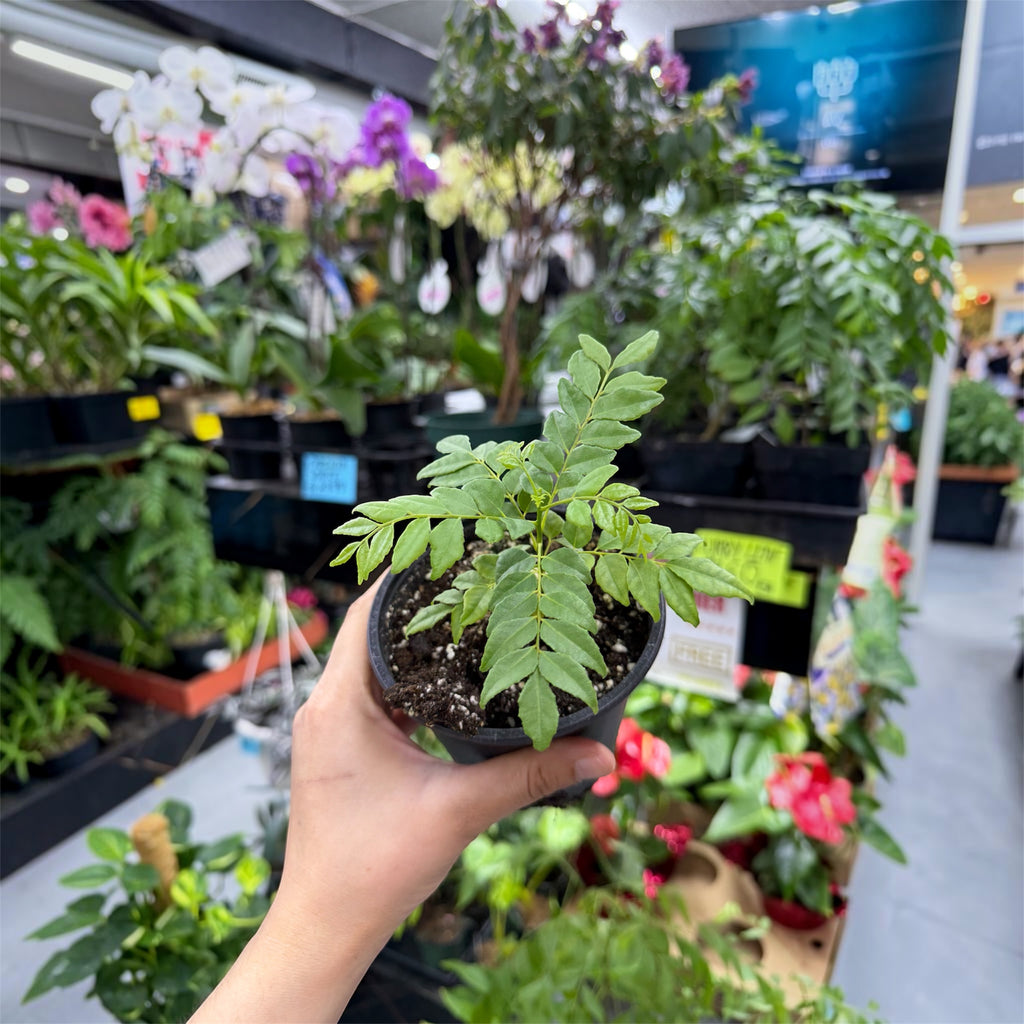 Curry Leaf Plant (Murraya koenigii) - 4 Inch Pot