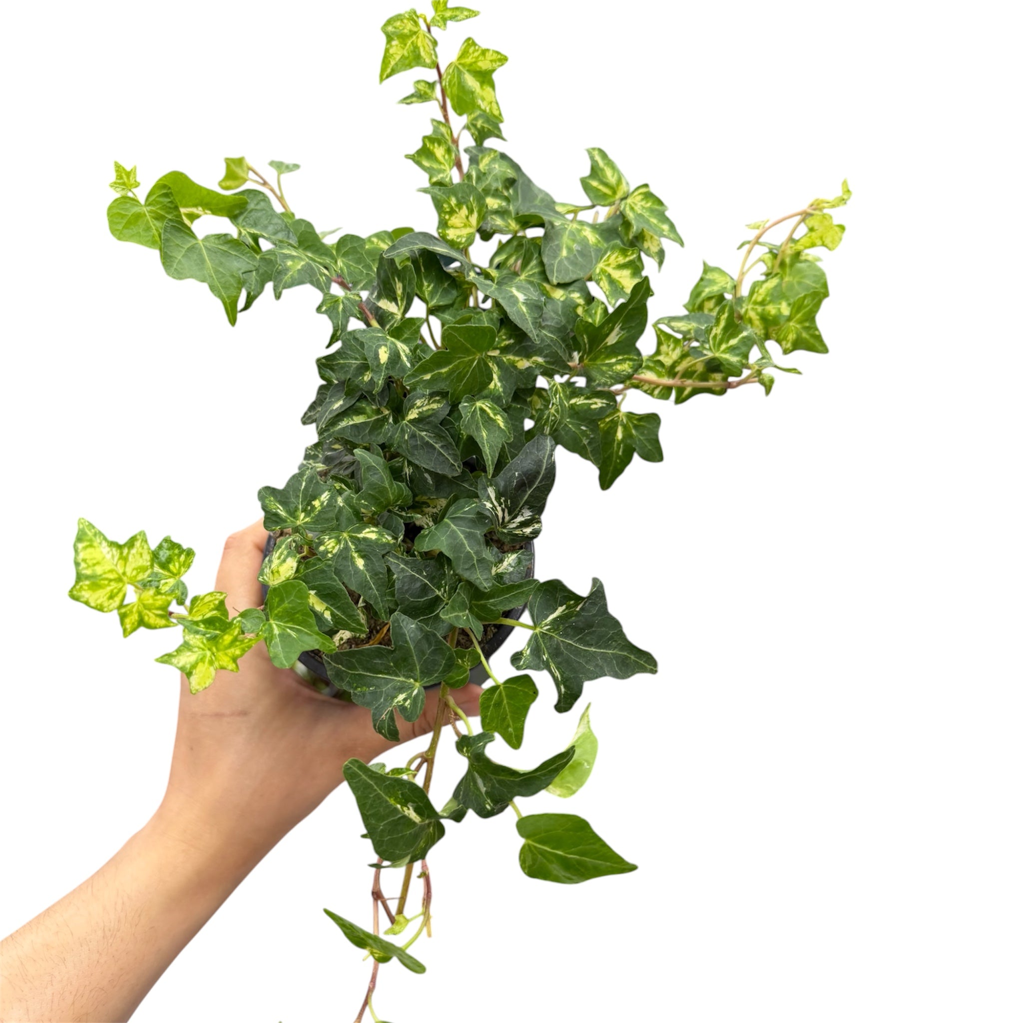 English Ivy (Hedera helix) - 4 Inch Pot
