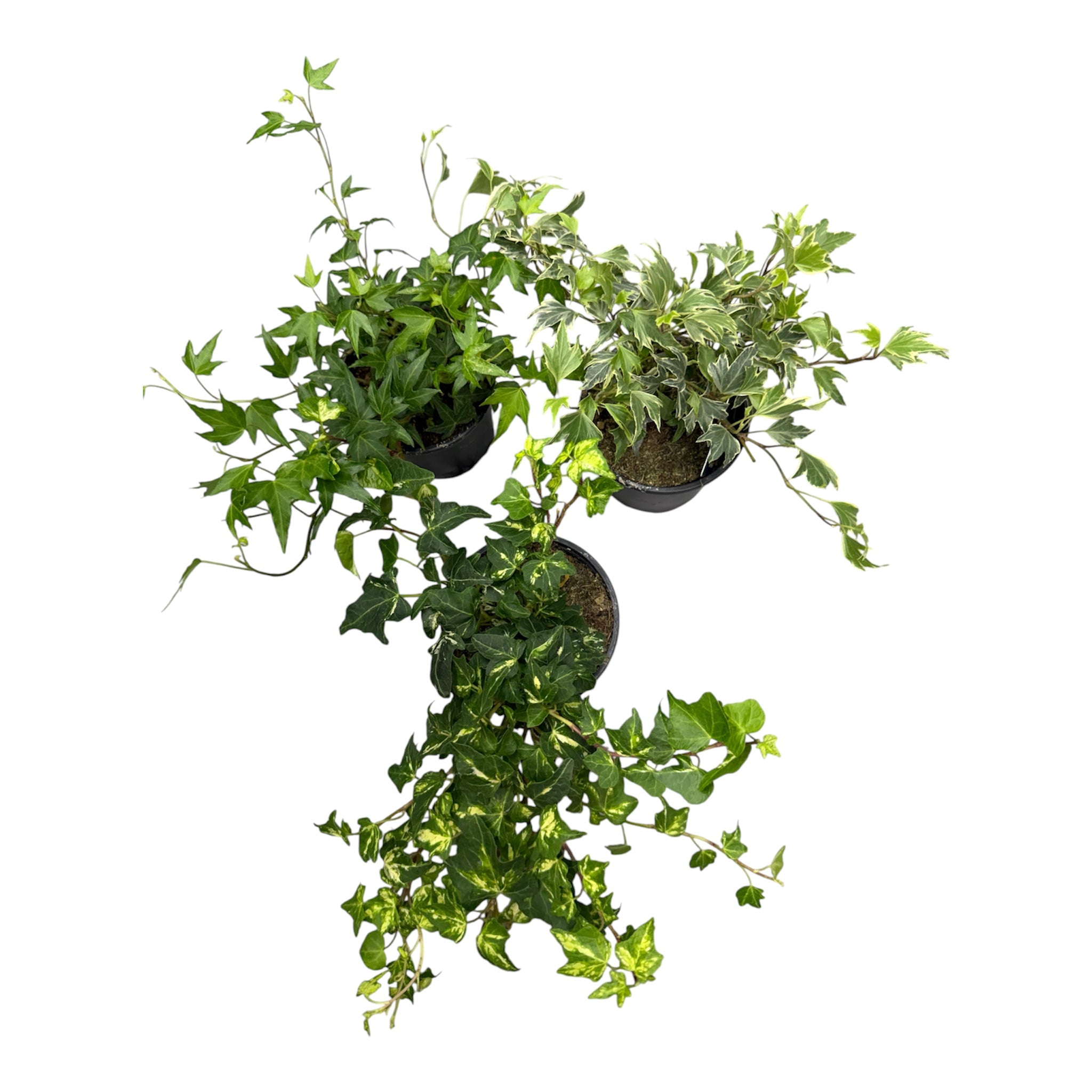 English Ivy (Hedera helix) - 4 Inch Pot