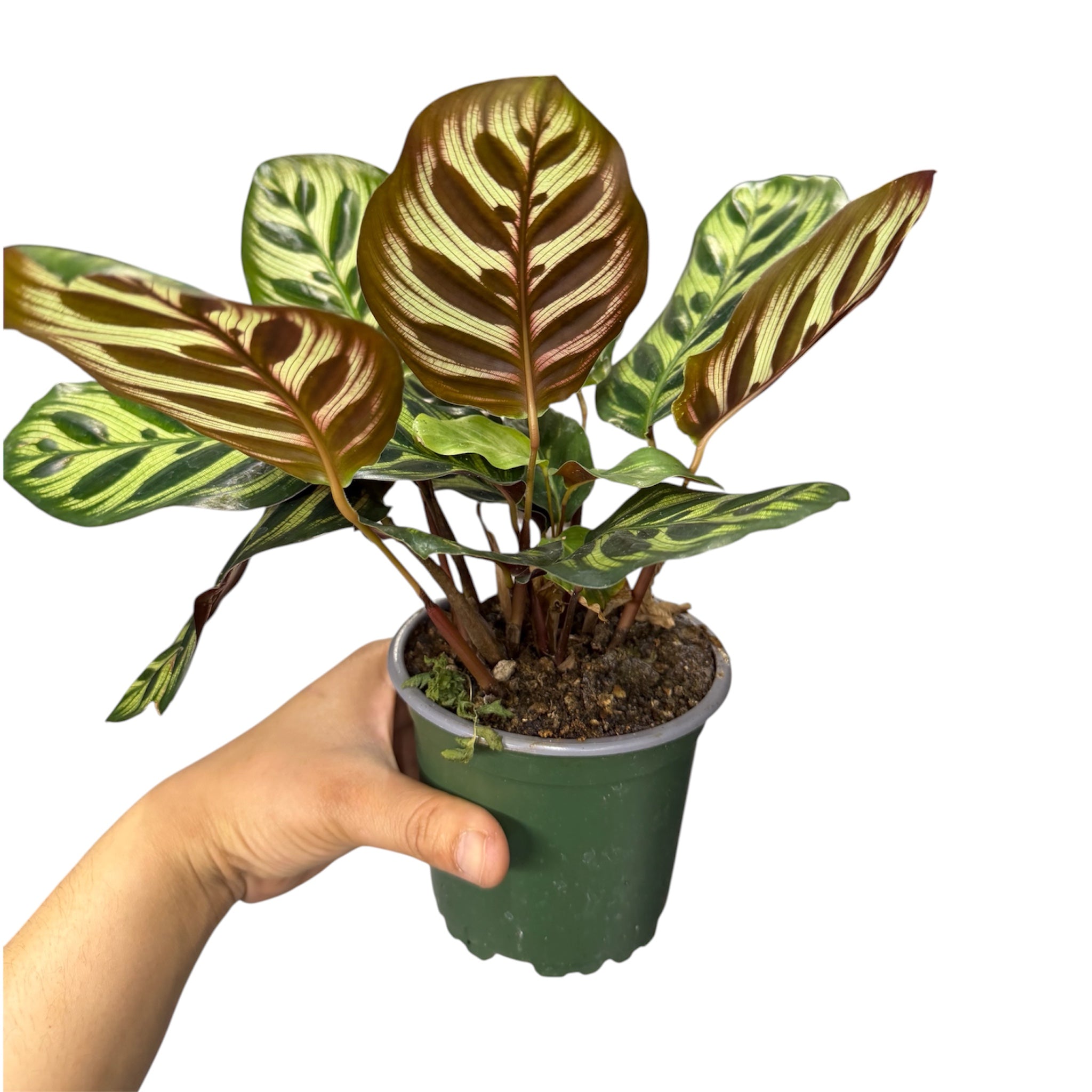 Calathea Makoyana (Peacock Plant) - 4 Inch Pot