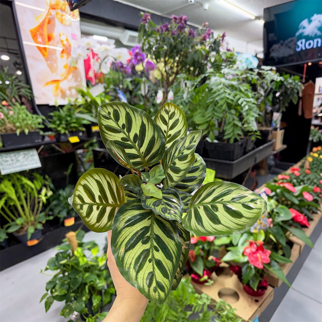 Calathea Makoyana (Peacock Plant) - 4 Inch Pot