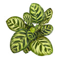 Calathea Makoyana (Peacock Plant) - 4 Inch Pot