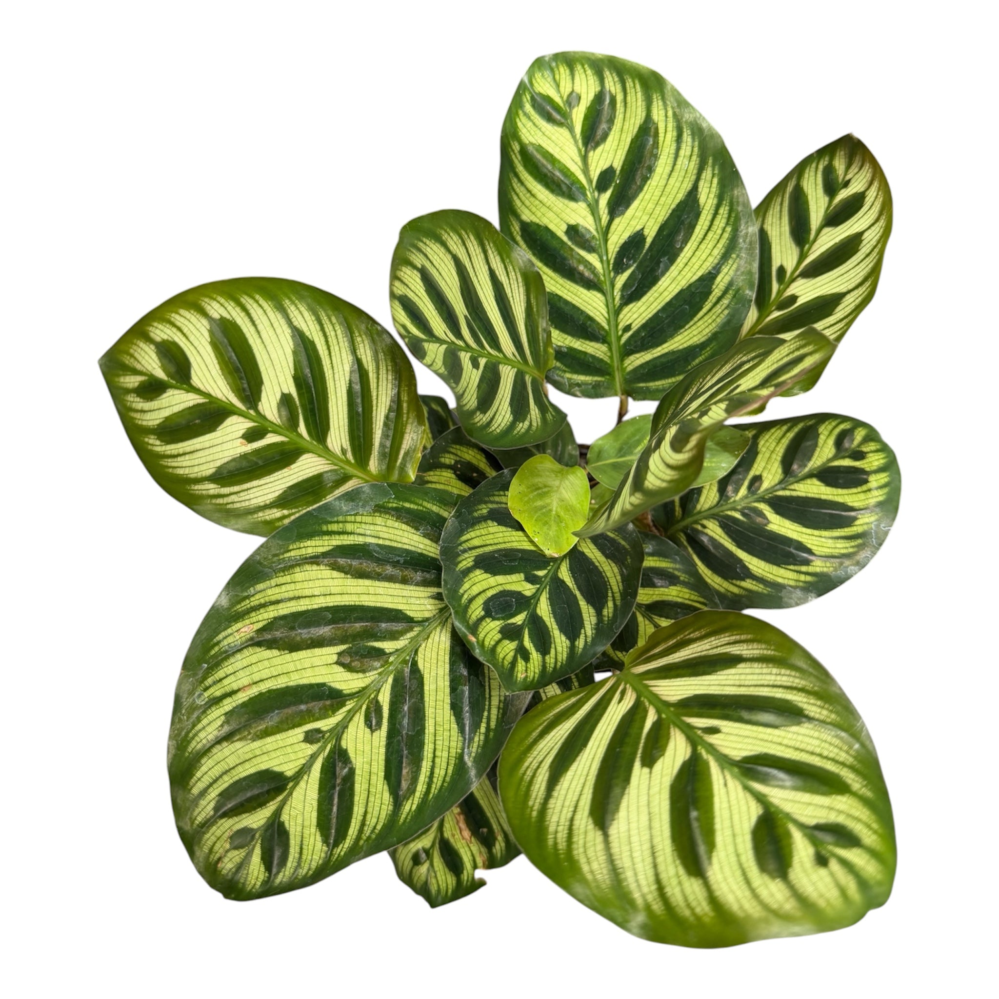 Calathea Makoyana (Peacock Plant) - 4 Inch Pot
