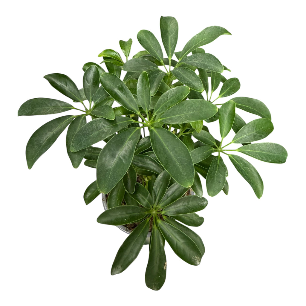 Umbrella Plant (Schefflera arboricola) - 4 Inch Pot