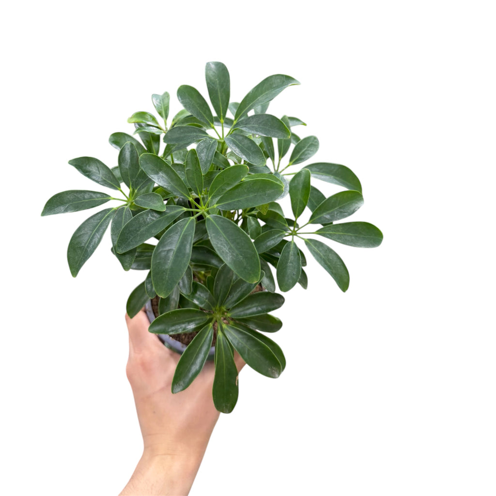 Umbrella Plant (Schefflera arboricola) - 4 Inch Pot