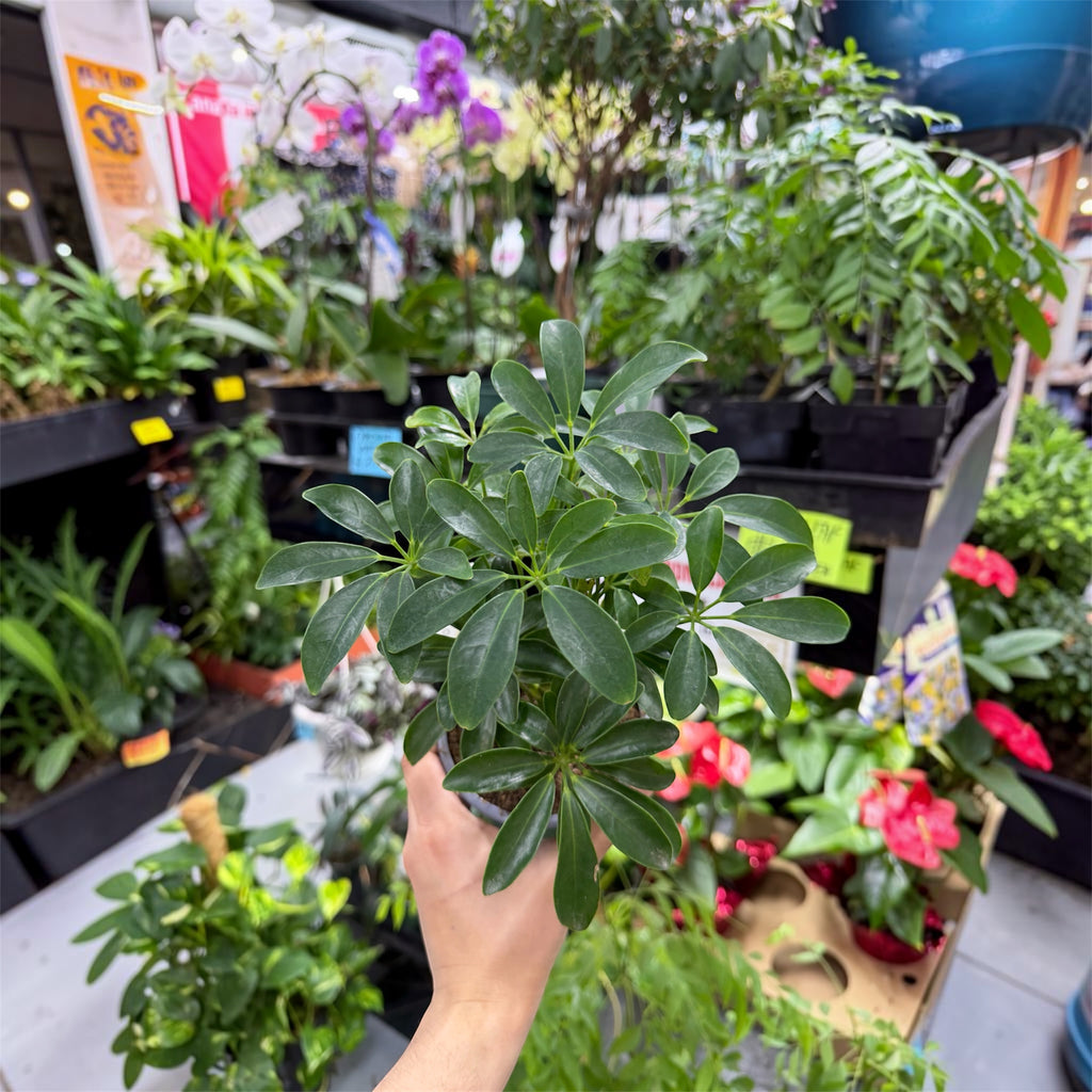 Umbrella Plant (Schefflera arboricola) - 4 Inch Pot