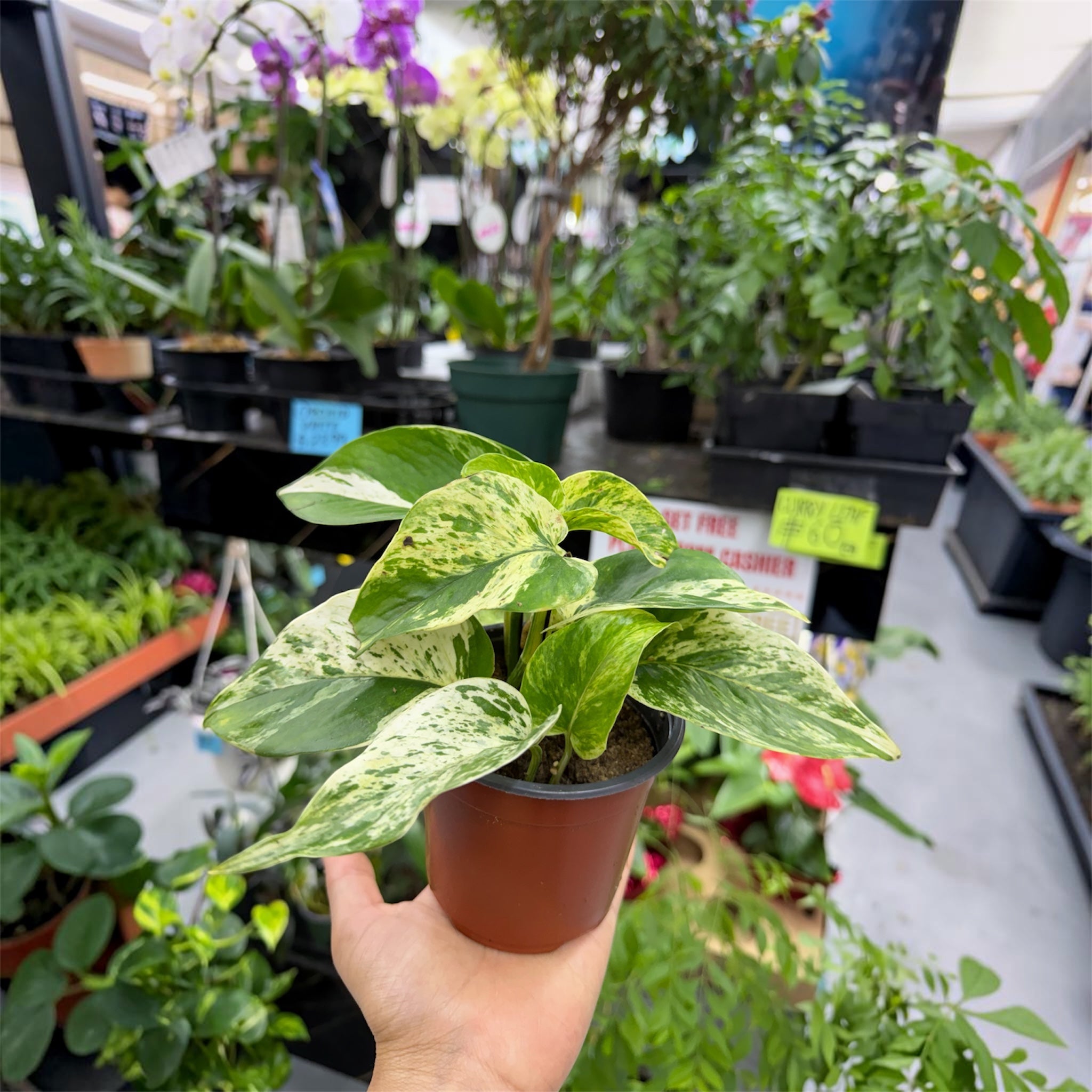 Marble Queen Pothos (Epipremnum aureum) - 4 Inch Pot