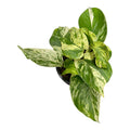 Marble Queen Pothos (Epipremnum aureum) - 4 Inch Pot