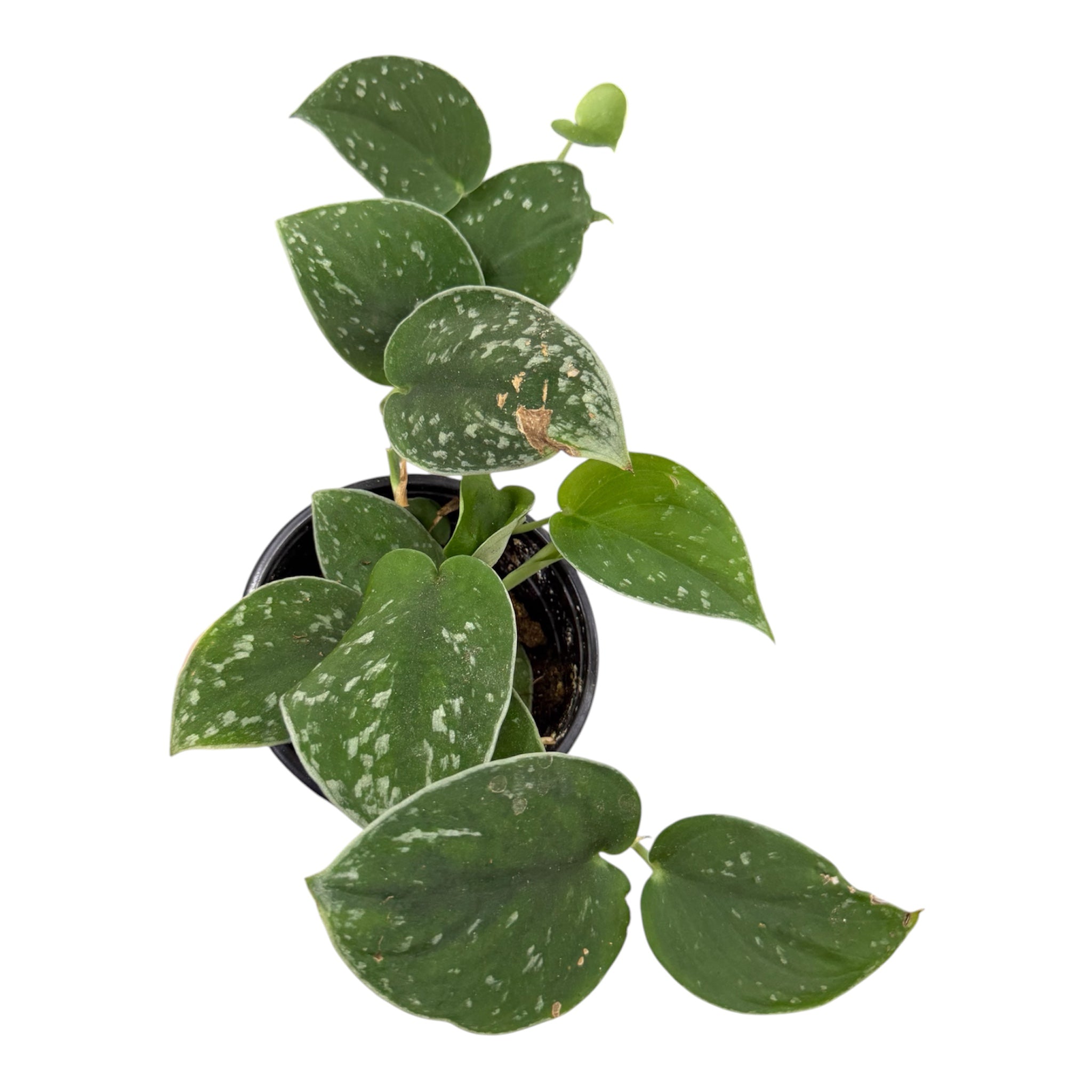 Satin Pothos (Scindapsus pictus) - 4 Inch Pot