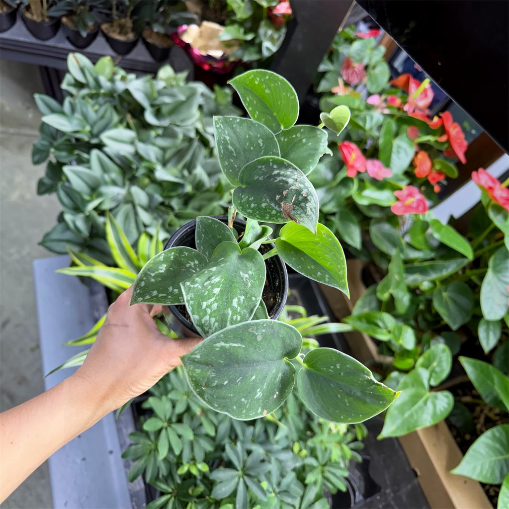 Satin Pothos (Scindapsus pictus) - 4 Inch Pot