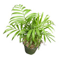Parlor Palm (Chamaedorea elegans) - 4 Inch Pot