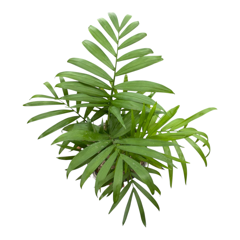 Parlor Palm (Chamaedorea elegans) - 4 Inch Pot