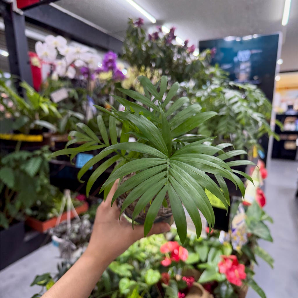 Parlor Palm (Chamaedorea elegans) - 4 Inch Pot