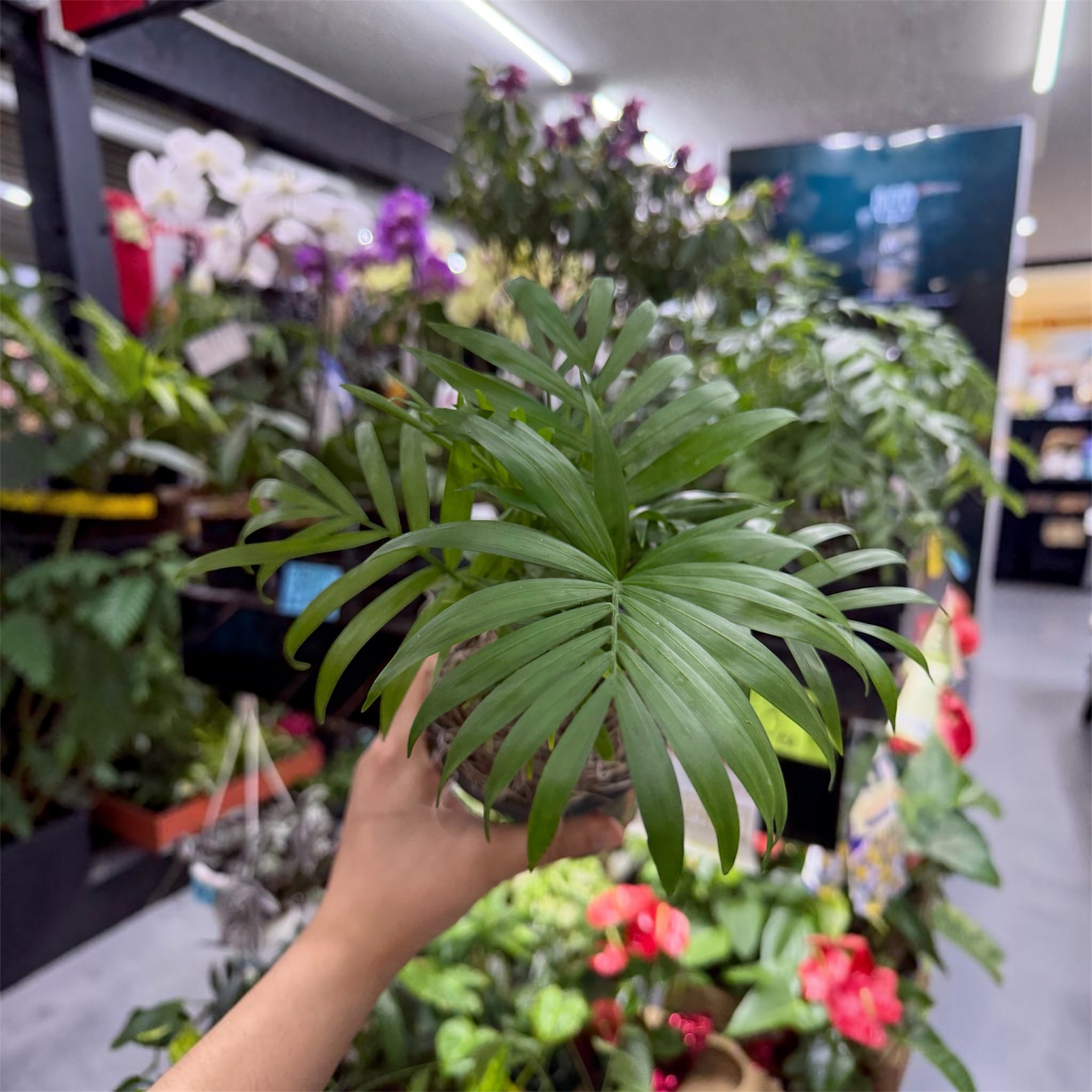 Parlor Palm (Chamaedorea elegans) - 4 Inch Pot