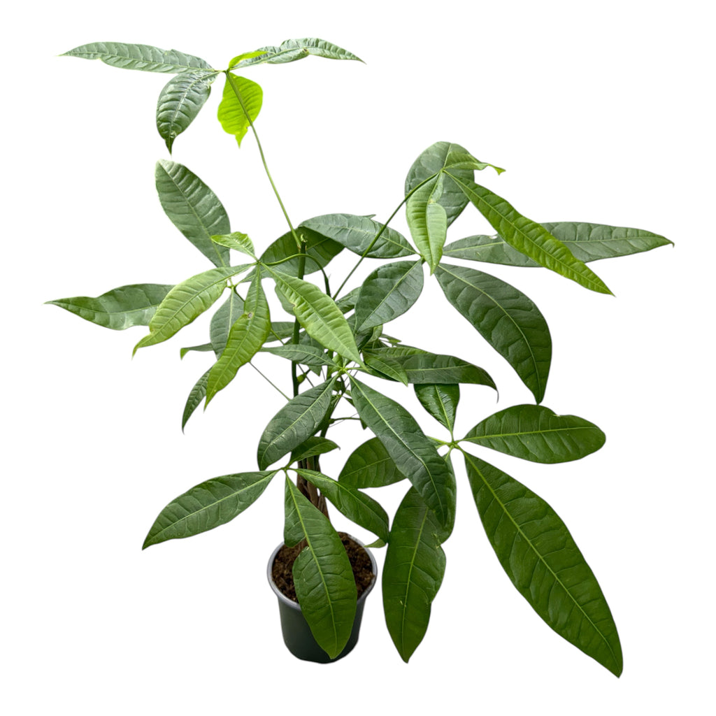 Money Tree (Pachira aquatica) - 4 Inch Pot