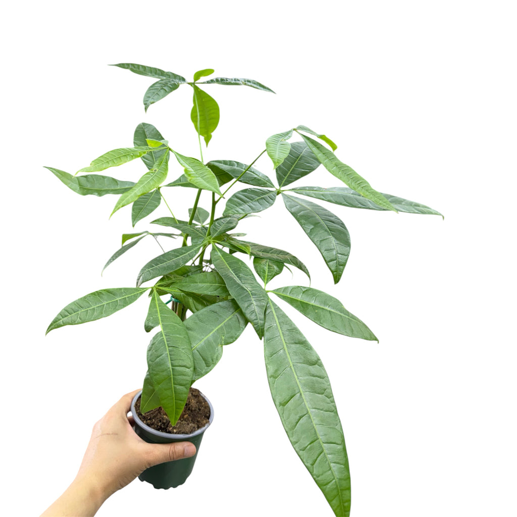 Money Tree (Pachira aquatica) - 4 Inch Pot
