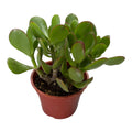 Jade Plant (Crassula ovata) - 4 Inch Pot