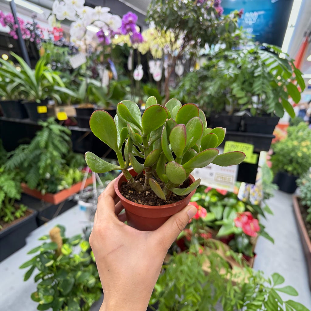 Jade Plant (Crassula ovata) - 4 Inch Pot