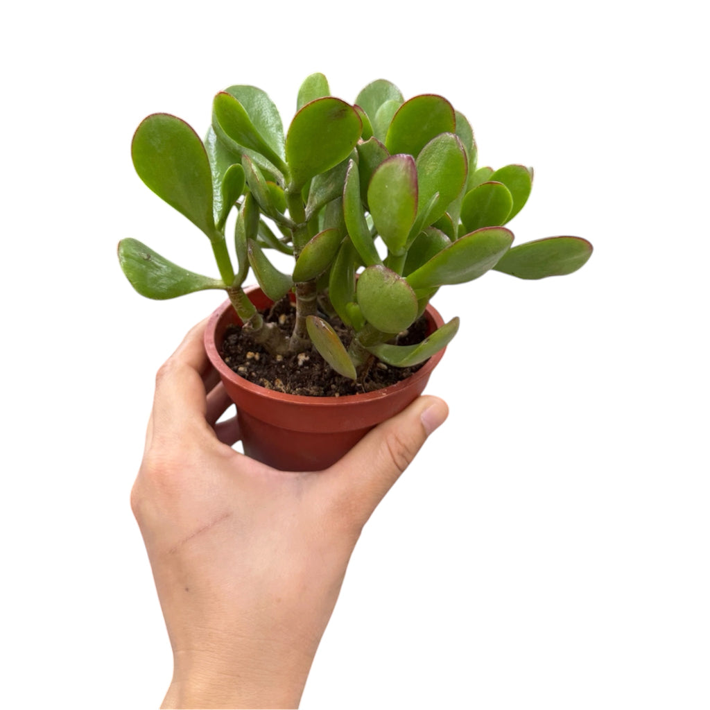 Jade Plant (Crassula ovata) - 4 Inch Pot