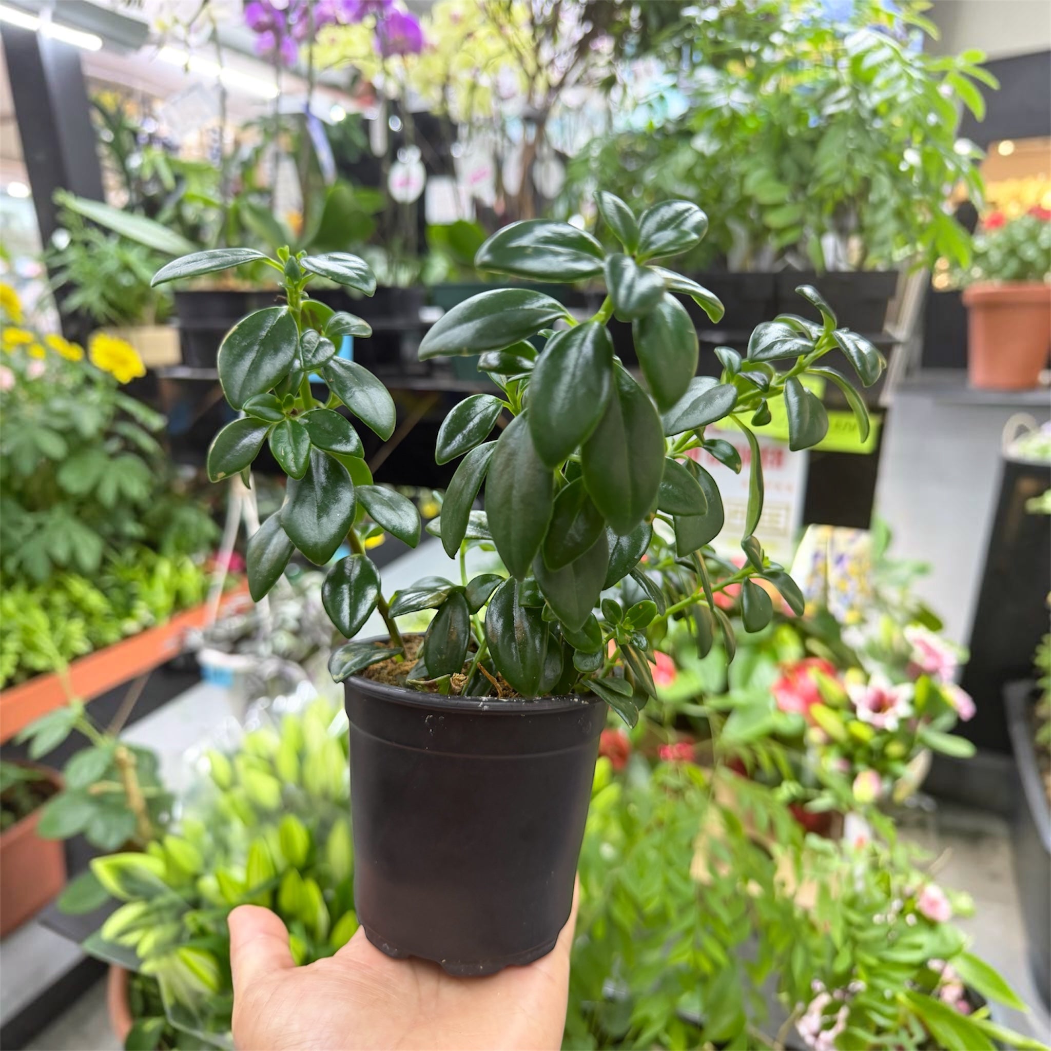 Goldfish Plant - Nematanthus gregarius