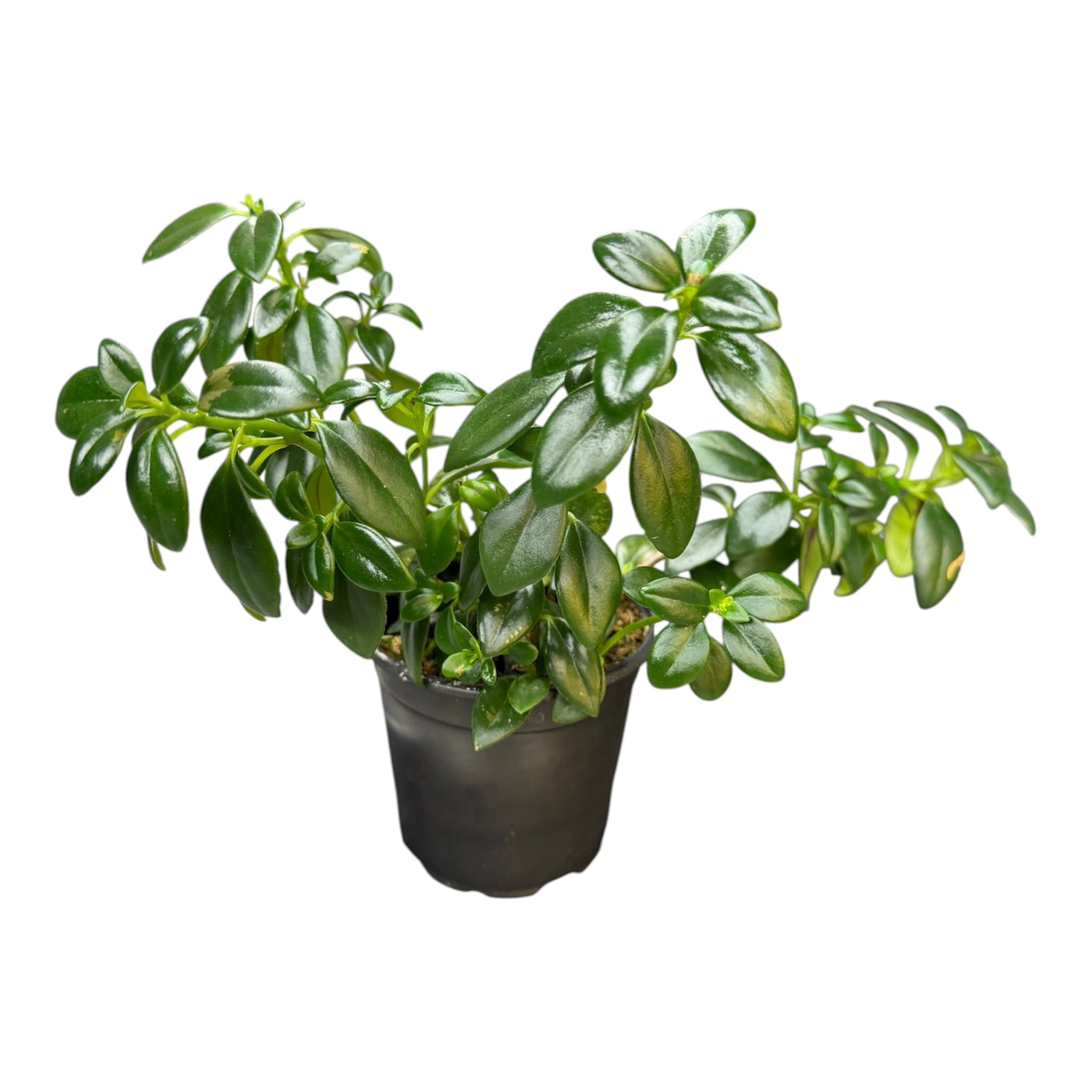 Goldfish Plant - Nematanthus gregarius