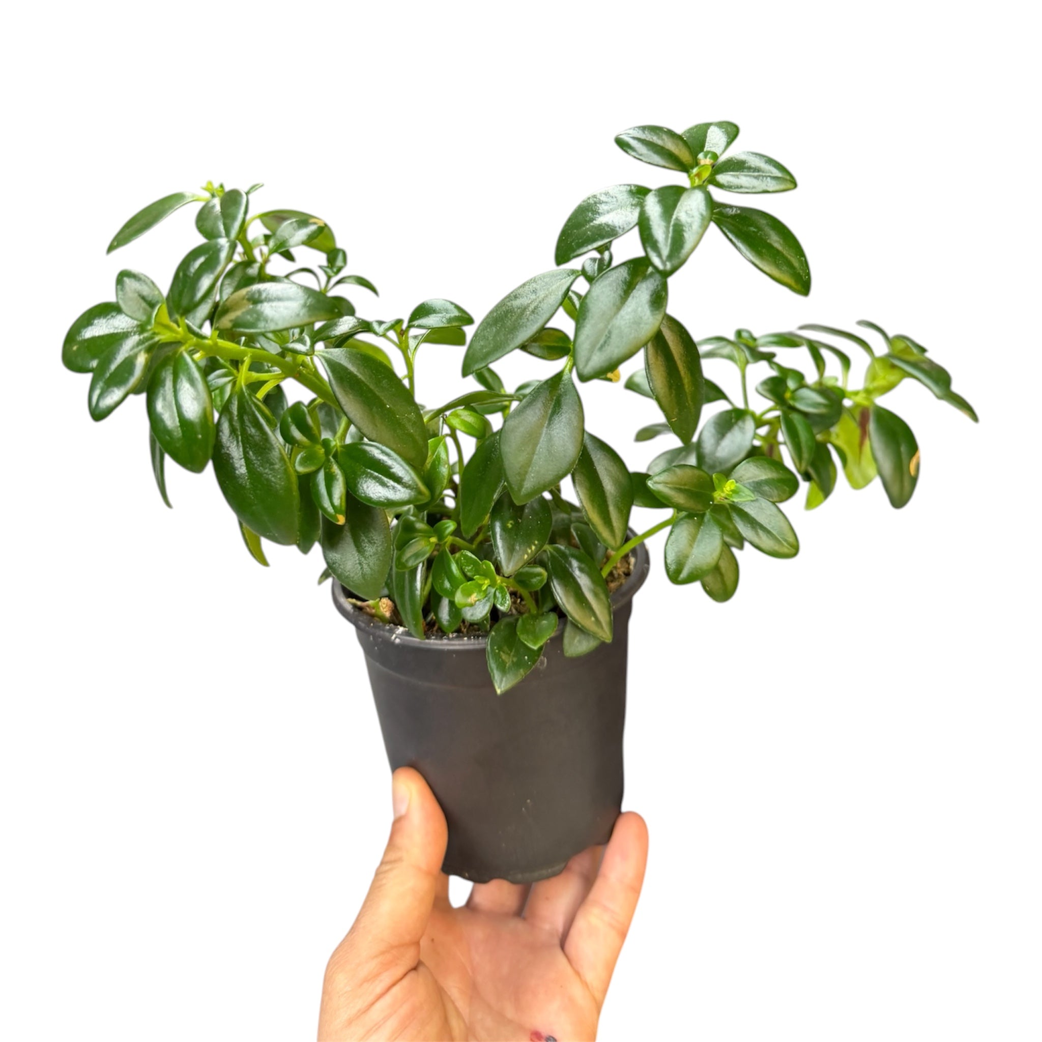 Goldfish Plant - Nematanthus gregarius