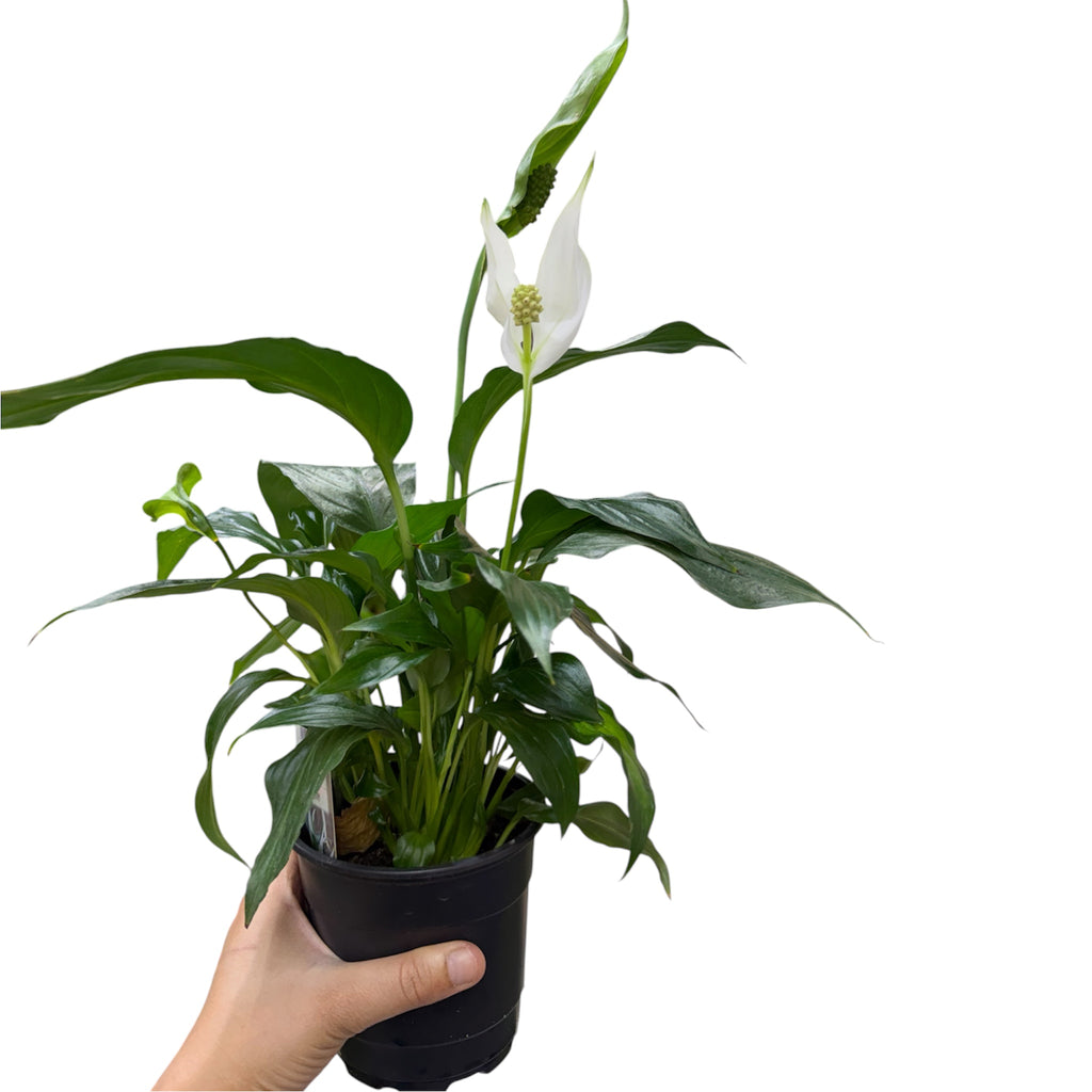 Peace Lily - Spathiphyllum wallisii