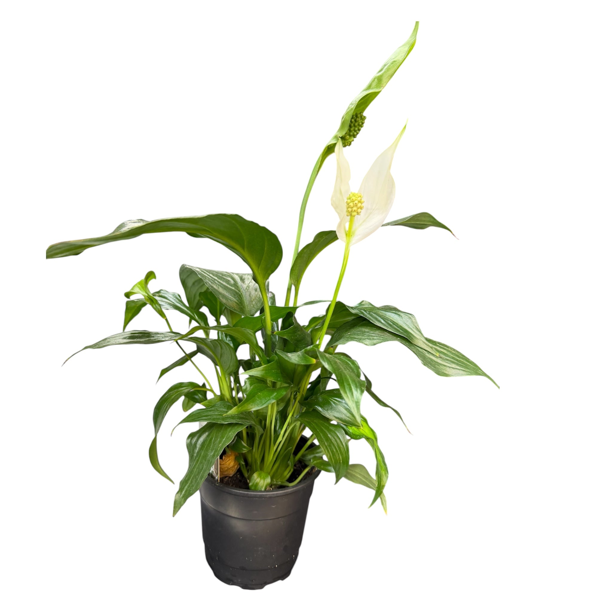 Peace Lily - Spathiphyllum wallisii