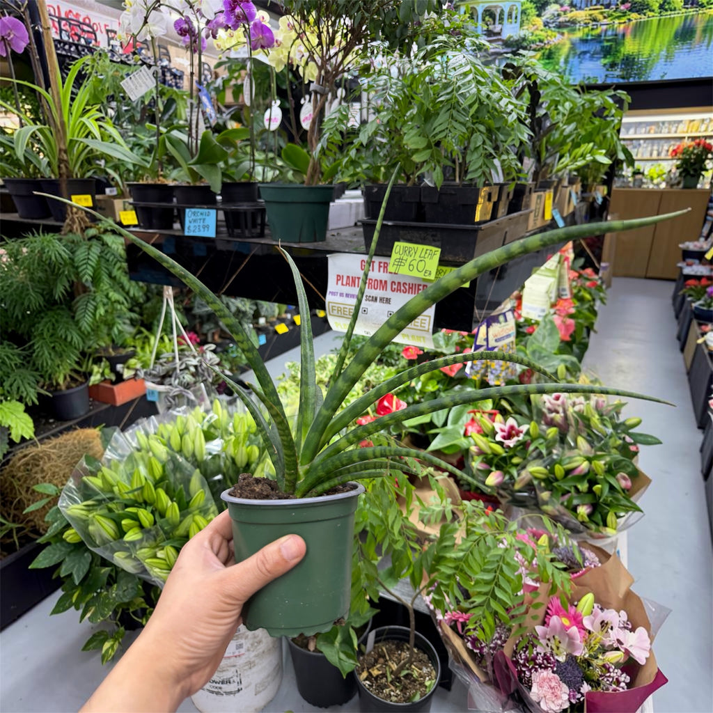 Sansevieria Fernwood (Mikado Snake Plant) - Dracaena angolensis 'Fernwood'