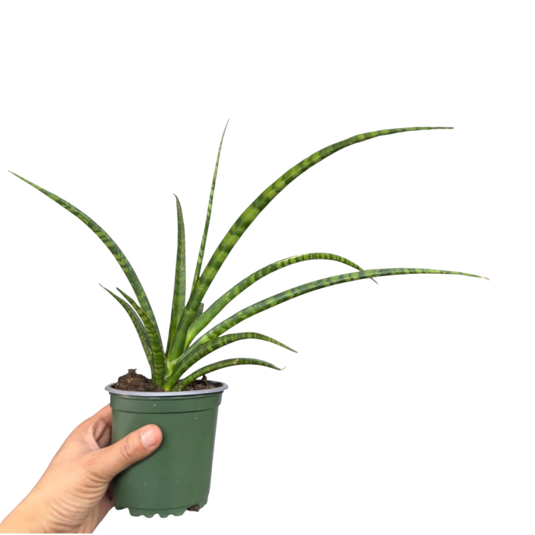 Sansevieria Fernwood (Mikado Snake Plant) - Dracaena angolensis 'Fernwood'