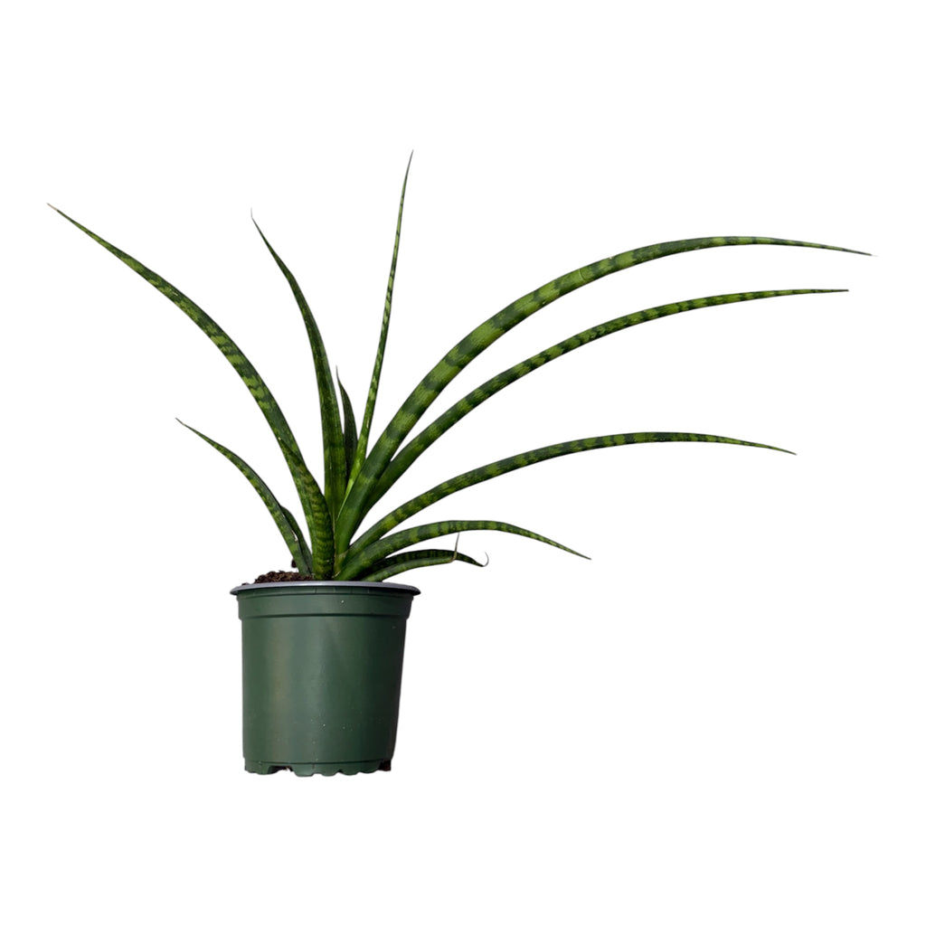 Sansevieria Fernwood (Mikado Snake Plant) - Dracaena angolensis 'Fernwood'