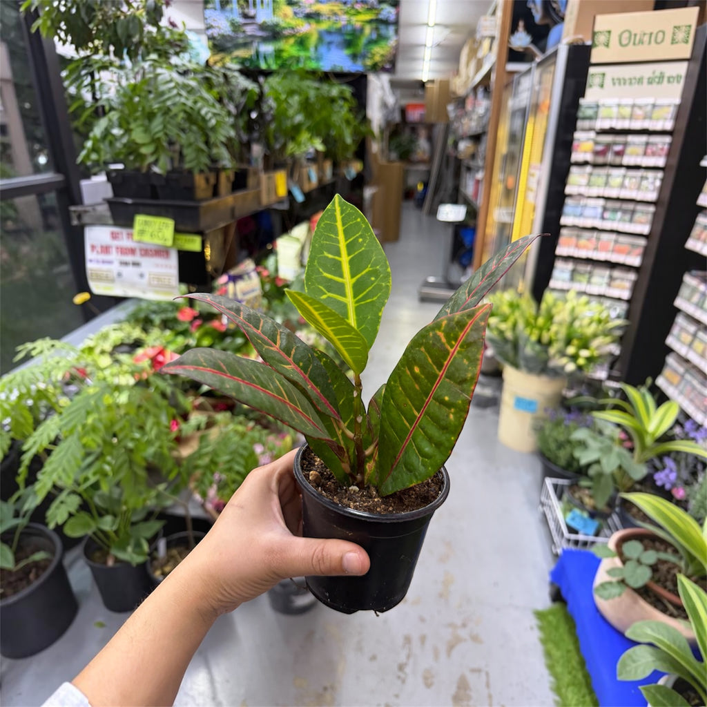 Croton Petra - Codiaeum variegatum 'Petra'