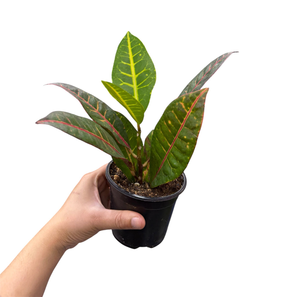 Croton Petra - Codiaeum variegatum 'Petra'