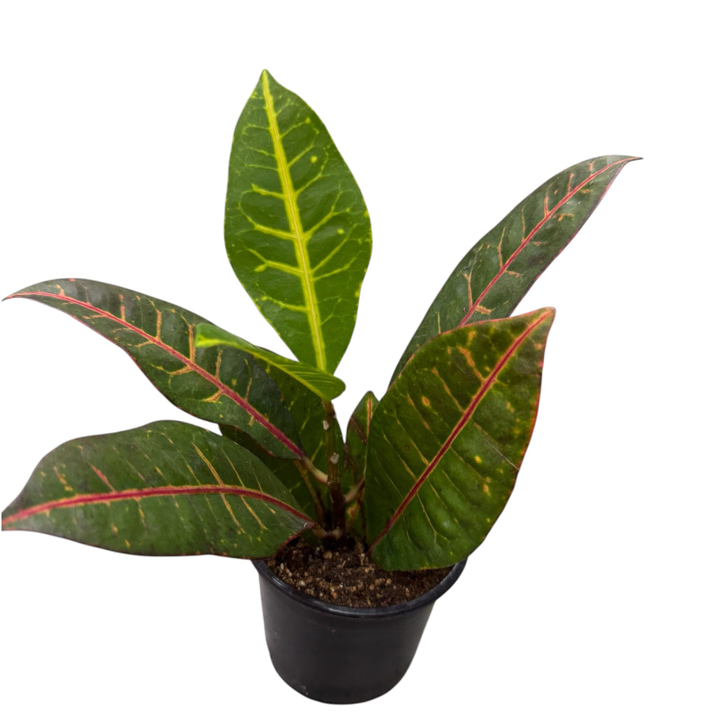 Croton Petra - Codiaeum variegatum 'Petra'