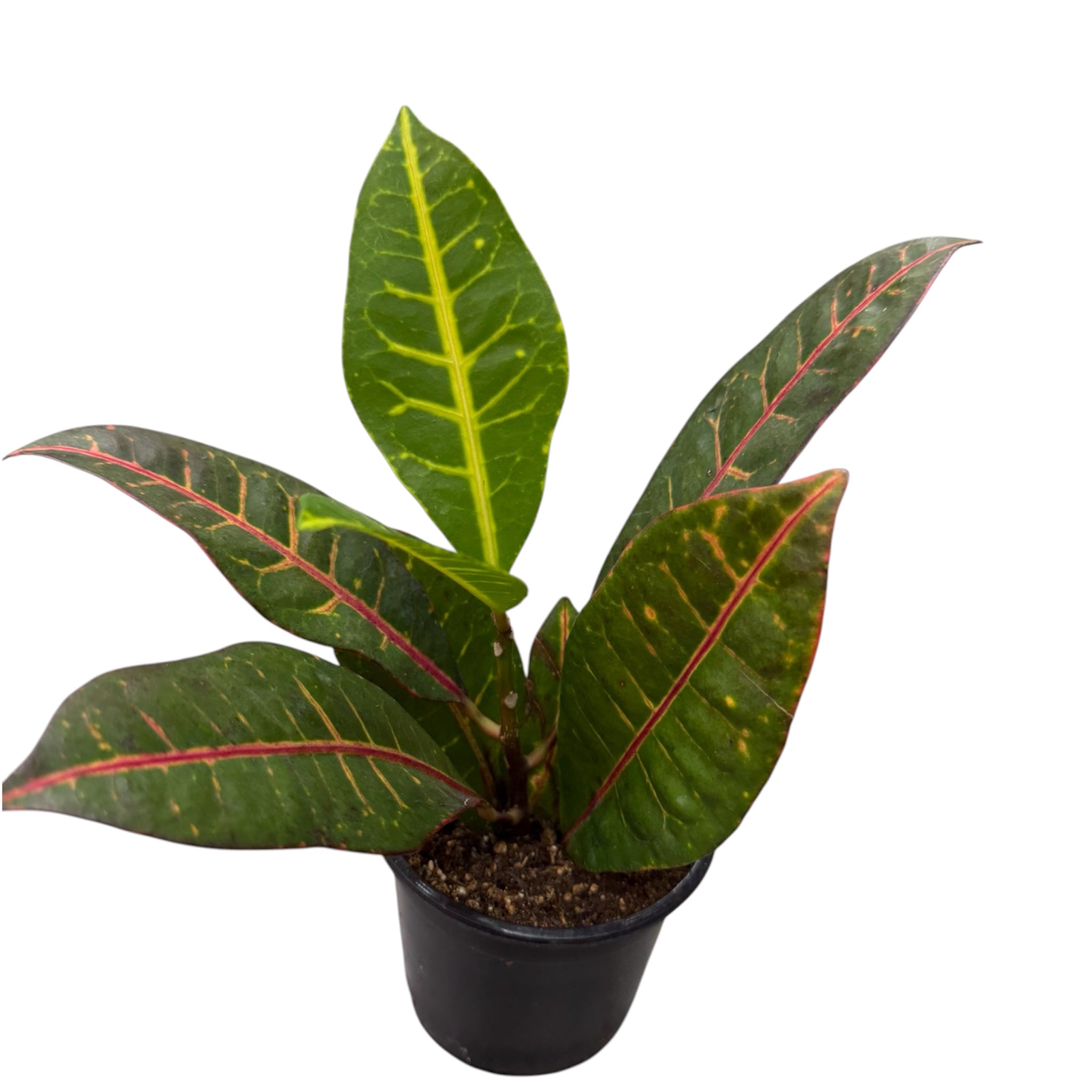 Croton Petra - Codiaeum variegatum 'Petra'