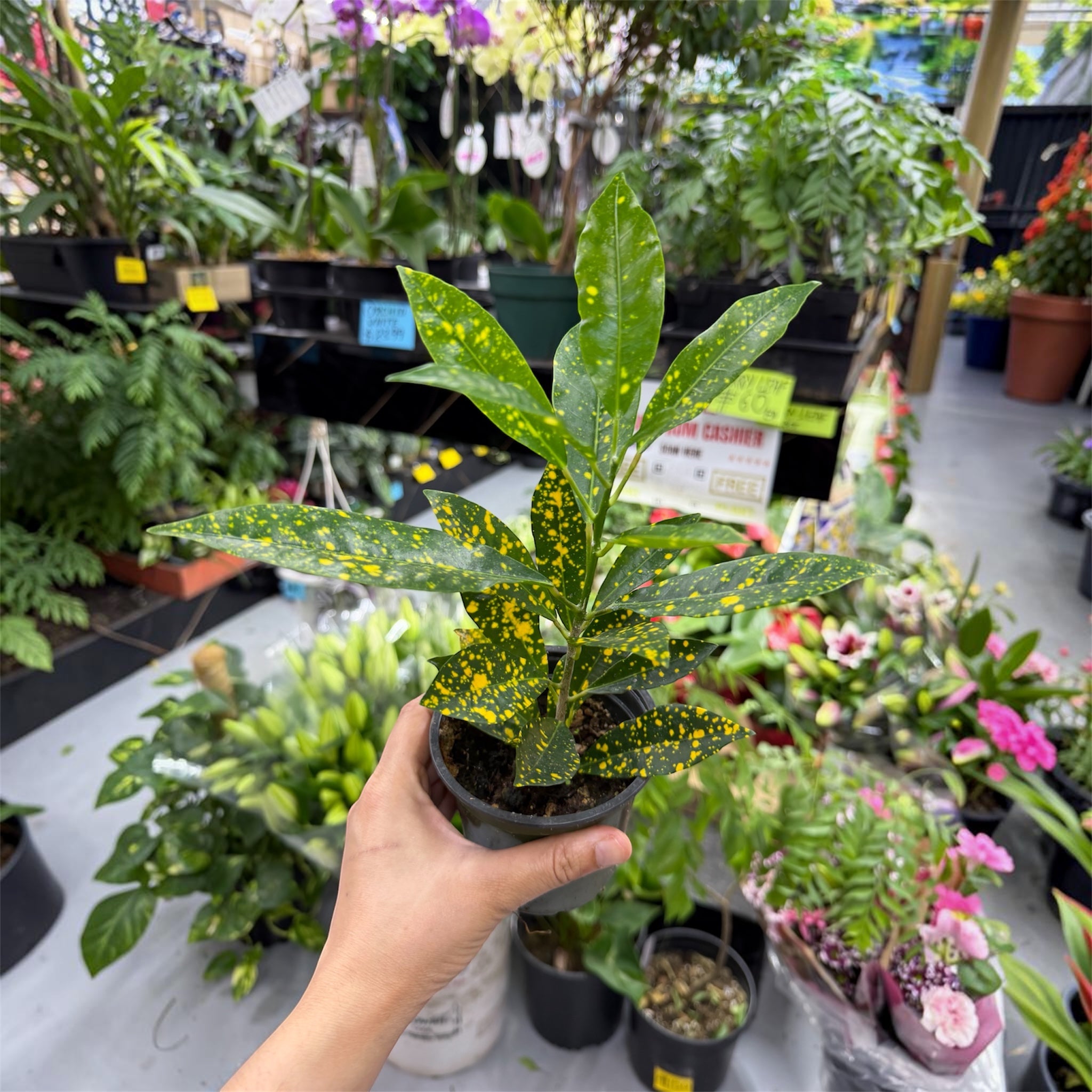 Gold Dust Croton - Codiaeum variegatum 'Gold Dust'