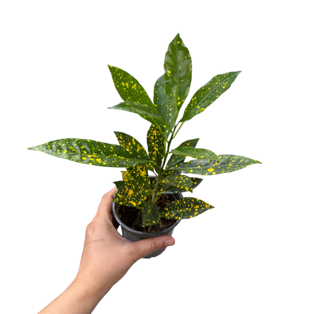 Gold Dust Croton - Codiaeum variegatum 'Gold Dust'