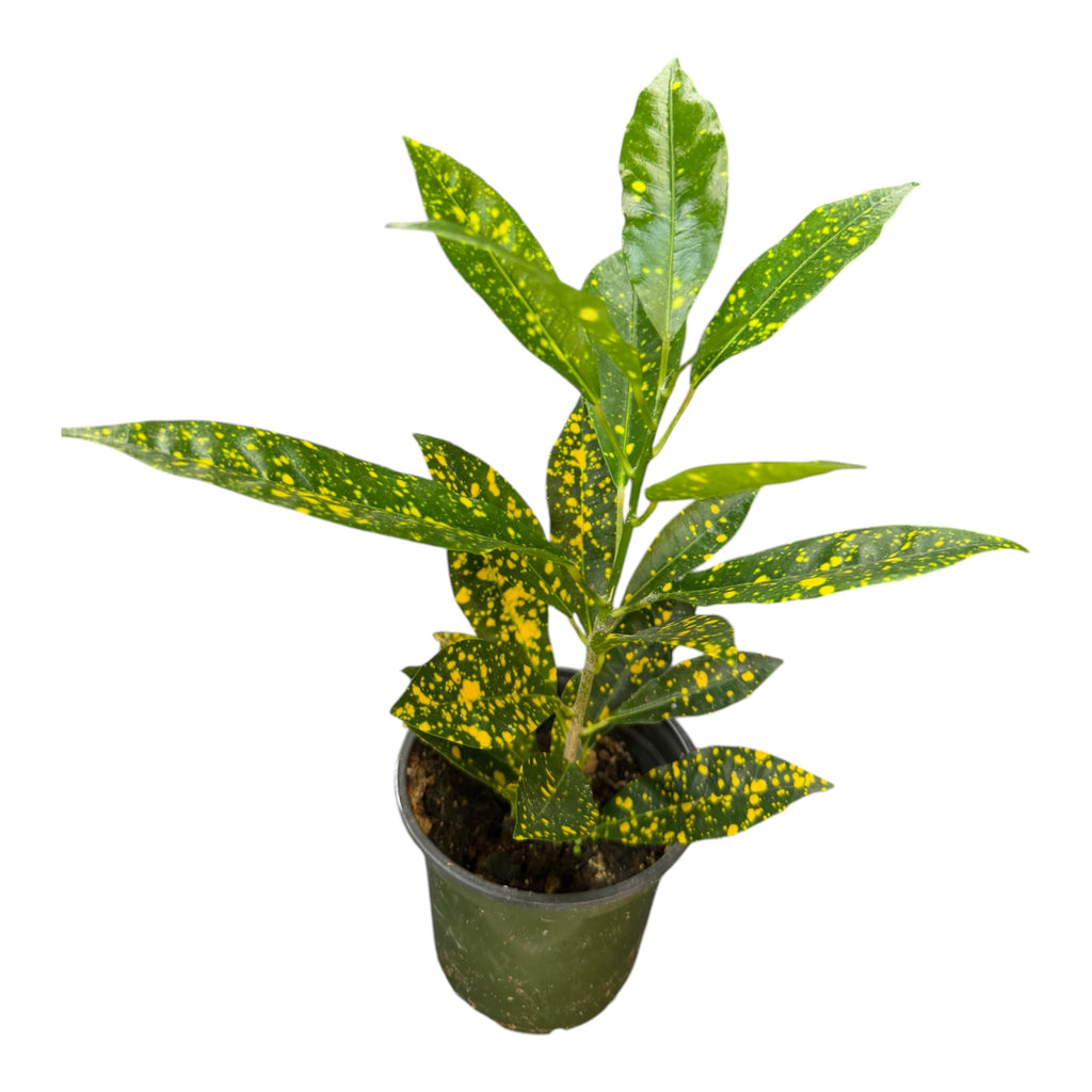Gold Dust Croton - Codiaeum variegatum 'Gold Dust'