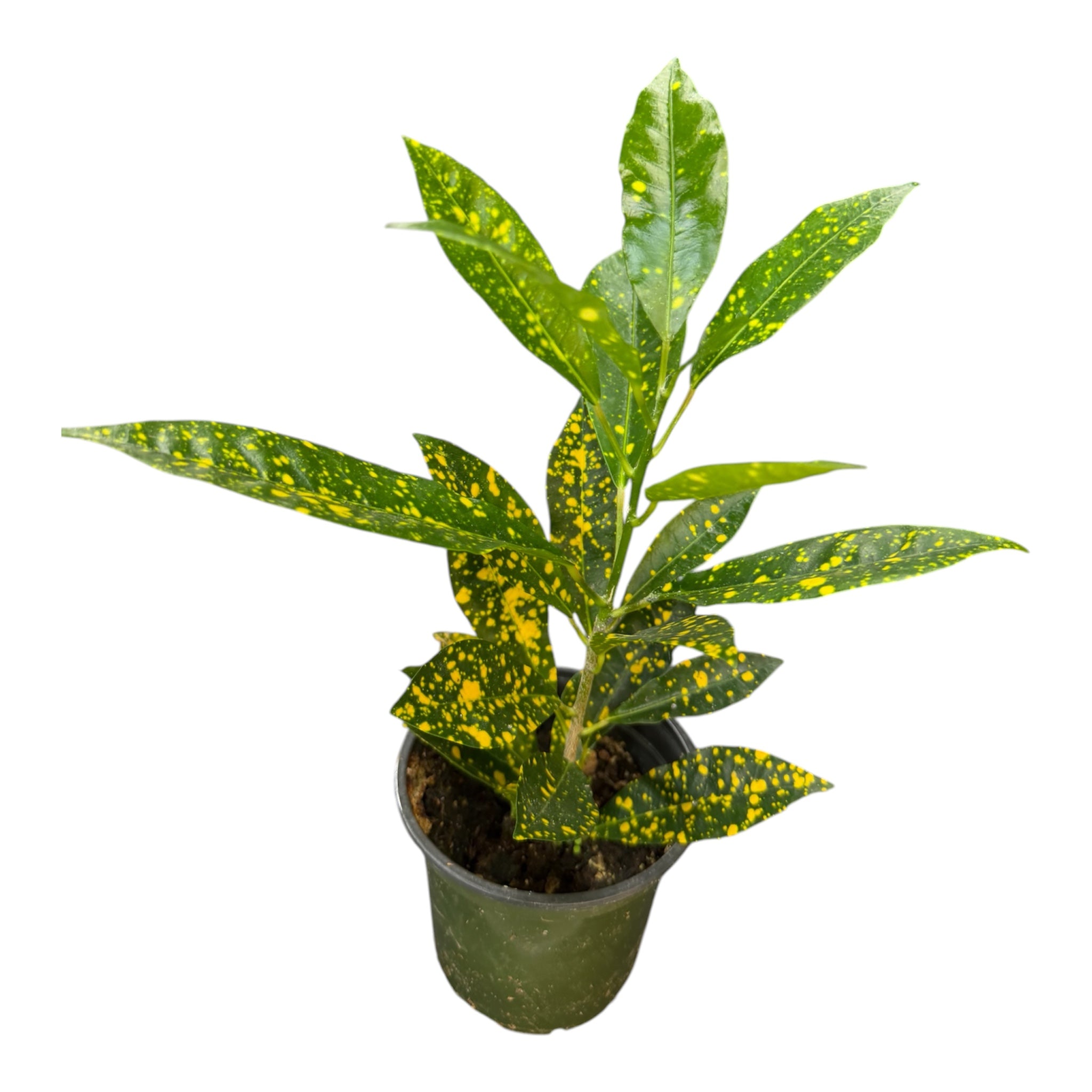 Gold Dust Croton - Codiaeum variegatum 'Gold Dust'