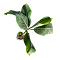 Dwarf Cavendish Banana - Musa acuminata 'Dwarf Cavendish'