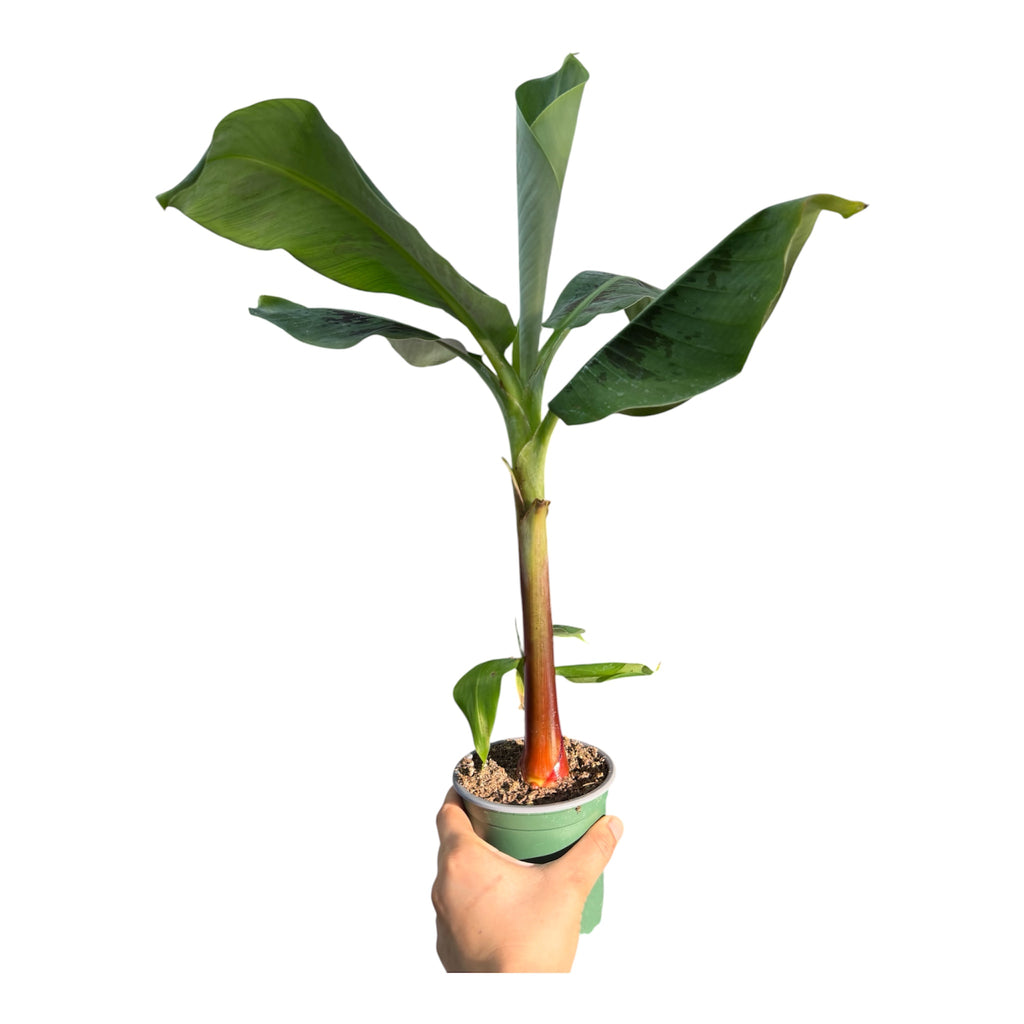Dwarf Cavendish Banana - Musa acuminata 'Dwarf Cavendish'